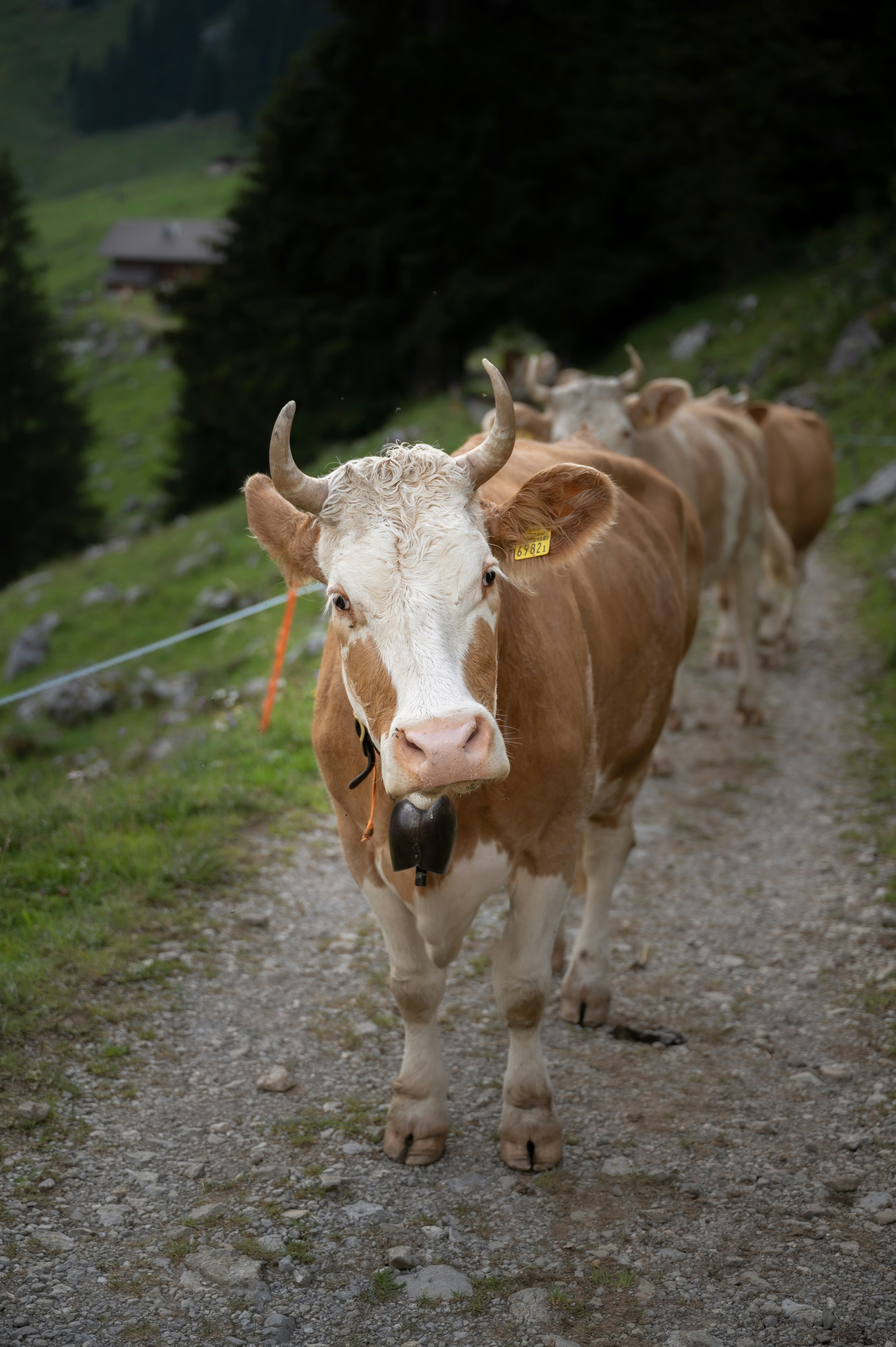 brown and white cow on gray asphalt road during daytime